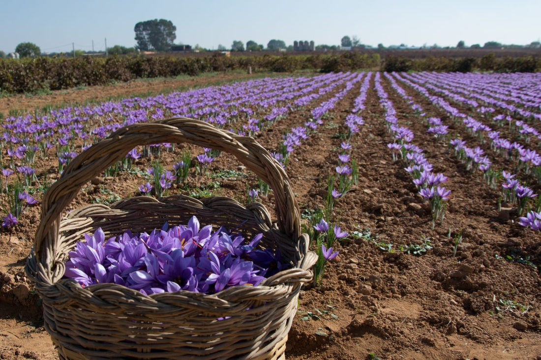 Benefits of Saffron: A Clear, Calm Guide